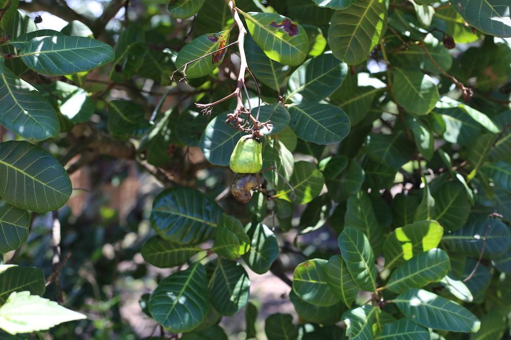 cashew cashewpuu cashewpähkinä